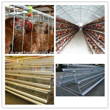 H und ein Typ Huhn Cage Equipment für Geflügelfarm